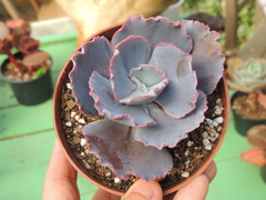 echeveria cinderella pote 11