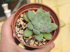 echeveria alba aloha pote 09