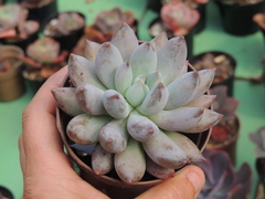 pachyphytum angel finger pote 11