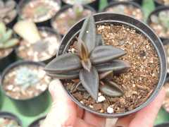 lenophyllum lattum pote 09