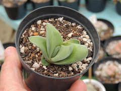 gasteraloe green ice alba pote 09 - foto 3 planta adulta - raríssima