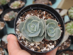 echeveria love´s light duas rosetas pote 09