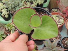 kalanchoe synsepala pote 11