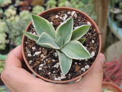 Agave potatorum cv. Kichijokan pote 09