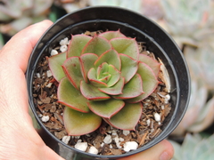 echeveria salsa verde pote 09