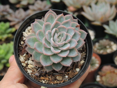 echeveria violeta queem = ECHEVERIA VIOLEX pote 09