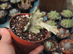 Euphorbia Láctea Variegata 'White Ghost' pote 11 - sem raizes -