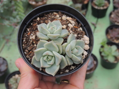 graptoveria titubans pote 09