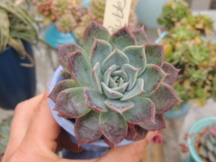 graptoveria pink buble pote 09