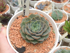 echeveria star off ocean pote 09 importada