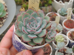 echeveria pink rose pote 07