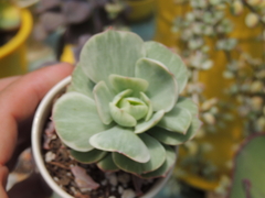 echeveria momoca variegata pote 09