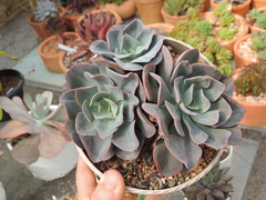 echeveria painted x topsy turvy colonia pote 14