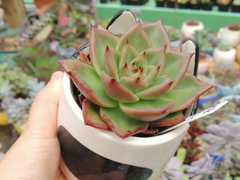 echeveria agavoides bradely pote 09 korean