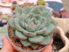 echeveria brave pote 09