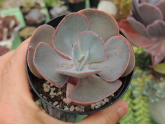 echeveria adromeda pote 09