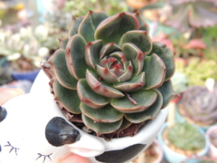 ECHEVERIA GENESIS POTE 09