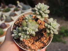 ECHEVERIA NEWS STATES VARIEGATA COLONIA POTE 09