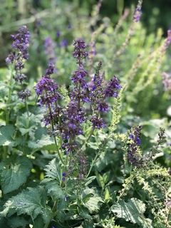 Salvia verticilata