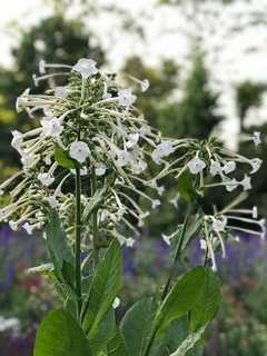 Nicotiana sylvestris