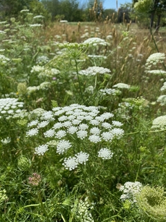 Ammi Majus