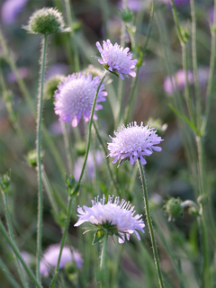 Knautia