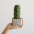 Cactus artificial - comprar online