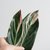 Calathea Triostar grande - comprar online