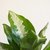 Aglaonema grande - comprar online