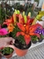Planta de Lilium (disponibles naranja y rojo) - comprar online