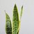 Sansevieria Trifasciata - comprar online