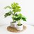 Plantas Artificiales