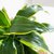 Dracena Warnekii - comprar online