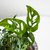 Monstera Adansonii chica - comprar online