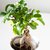 Ficus Ginseng (falso bonsai) - comprar online