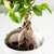 Ficus Ginseng (falso bonsai) en internet