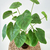 Alocasia Artificial - comprar online