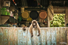 Quadro | Macaco Amazônico