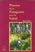 Plantas de la Patagonia para la salud