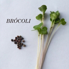 25 g Semillas de brócoli agroecológicas para brotes "Thani"