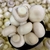 CHAMPIGNON INTEIRO - comprar online