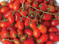 Semillas Tomate Cherry Uva en internet