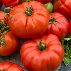 Semillas Tomate Beefsteak en internet