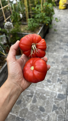 Semillas Tomate Beefsteak - SITOPIA