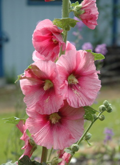 Semillas Flor Hollyhock en internet