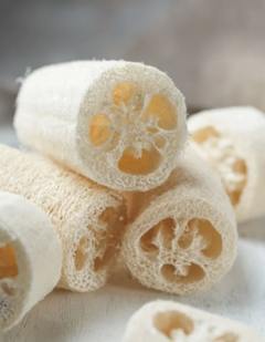 Semillas Luffa (esponja vegetal) - SITOPIA