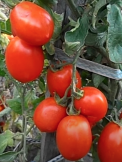 Semillas Tomate Ovoide - SITOPIA