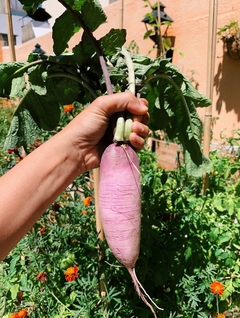 Semillas Rabanito Daikon en internet