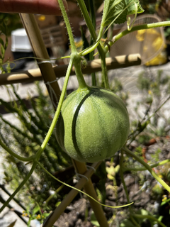 Semillas Melón Ananas de América - SITOPIA