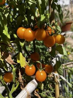 Semillas Tomate Cherry Gold en internet